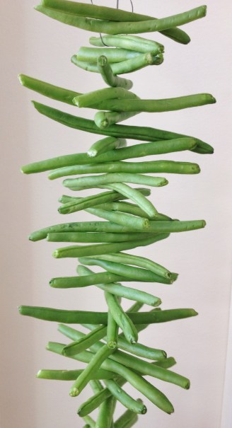 Leather Britches Fresh Beans Strung Up